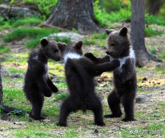 小熊跳舞简谱，洋娃娃和小熊跳舞简谱