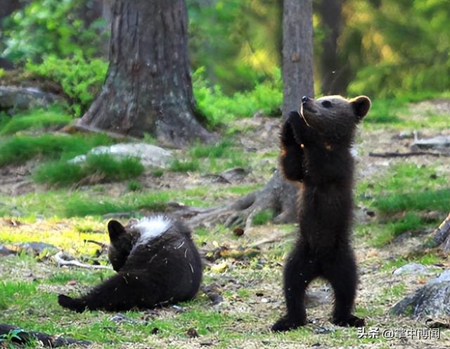 小熊跳舞简谱，洋娃娃和小熊跳舞简谱
