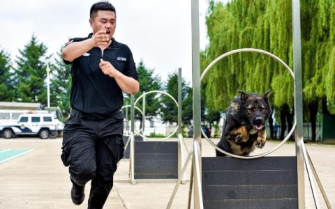 警犬训导员，警犬训练技巧？